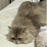 Linhao Jia(贾林浩)